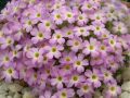 Dionysia 