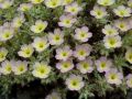 Dionysia 