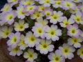 Dionysia 