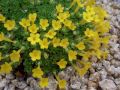 Dionysia tapetodes