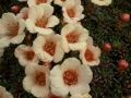 Saxifraga 