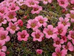 Saxifraga 