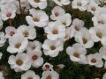 Saxifraga 