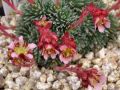 Saxifraga 