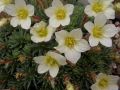 Saxifraga 