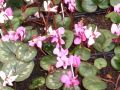 Cyclamen coum 