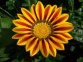 Gazania 