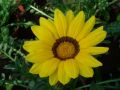 Gazania 