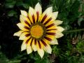 Gazania 