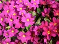 Primula  