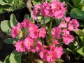 Primula rosea