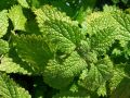 Melissa officinalis - meduňka lékařská, přírodní druh