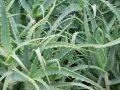 Aloe arborescens - aloe stromovitá