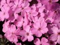 Phlox douglasii 