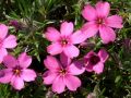 Phlox douglasii 