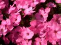 Phlox douglasii 