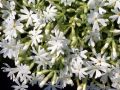 Phlox subulata 