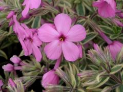 Phlox procumbens 