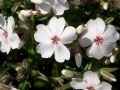 Phlox subulata 