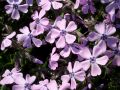 Phlox subulata 