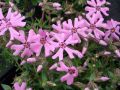 Phlox subulata 