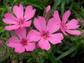 Phlox subulata 