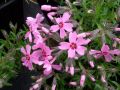 Phlox subulata 