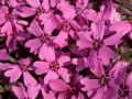 Phlox subulata 