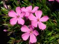 Phlox subulata 