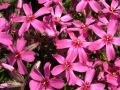 Phlox subulata 