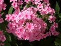 Phlox paniculata 
