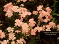 Phlox adsurgens 