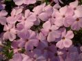 Phlox douglasii 