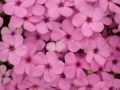 Phlox douglasii 