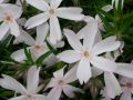 Phlox douglasii 