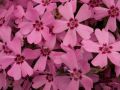 Phlox subulata 