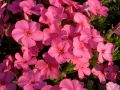 Phlox subulata 