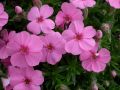 Phlox subulata 