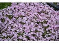 Phlox 