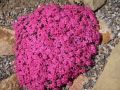 Phlox douglasii 