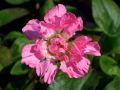 Silene dioica 