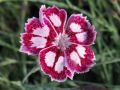 Dianthus 