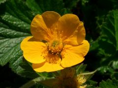 Geum montanum 