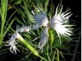 Dianthus spiculifolius - karafiát, hvozdík