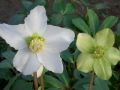 Helleborus niger - čemeřice černá, vánoční růže