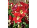 Antirrhinum majus 