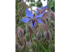 Borago officinalis - brutnák lékařský značka 