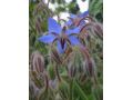 Borago officinalis - brutnák lékařský