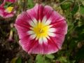 Convolvulus tricolor 