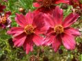 Coreopsis 